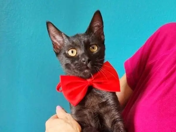 Adozione gatto, maschio, Razza sconosciuta Razza sconosciuta, 6 mesi, taglia non valida, Cremona