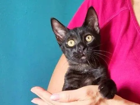 Vuoi adottare un gatto a Cremona?