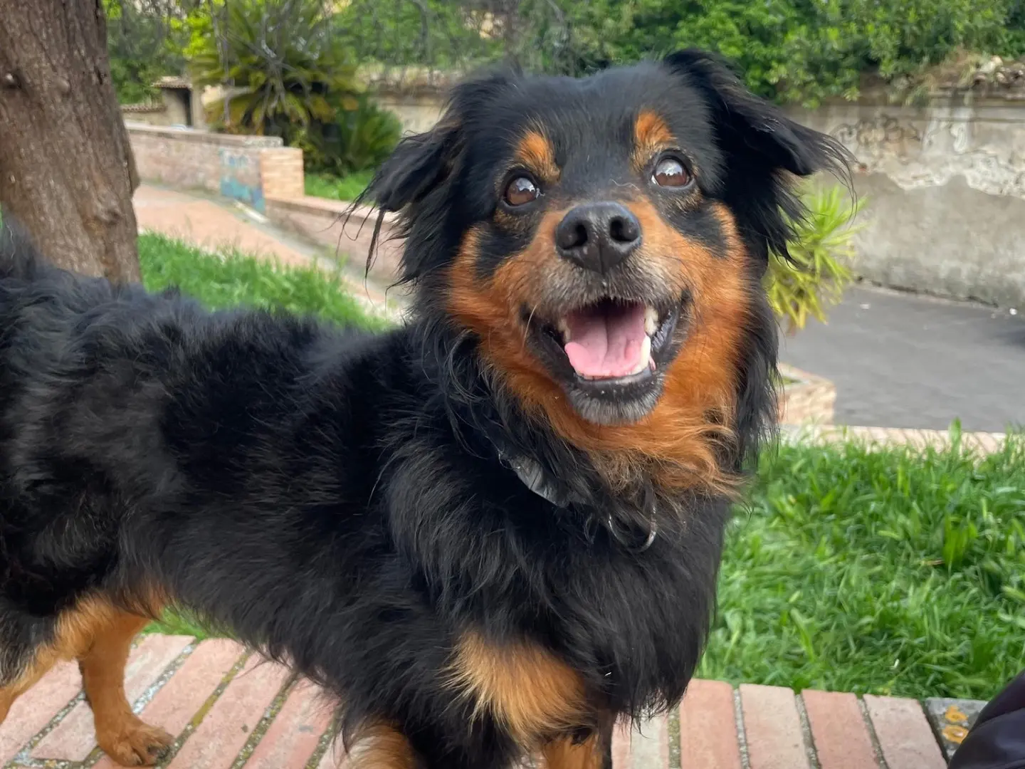 Adozione cane, maschio, Razza sconosciuta Razza sconosciuta, 8 anni e 9 mesi, taglia piccola, Teramo