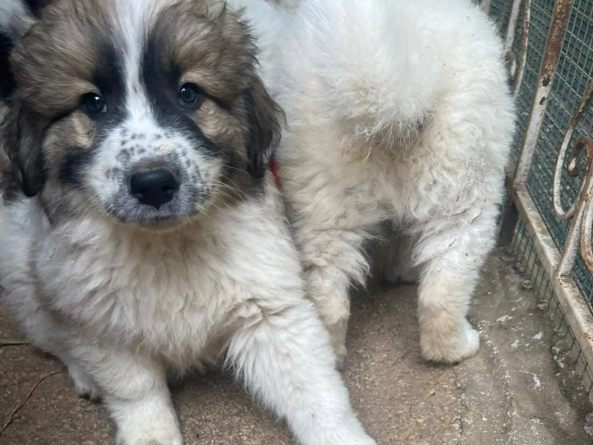 Vuoi adottare un cane a Frosinone?