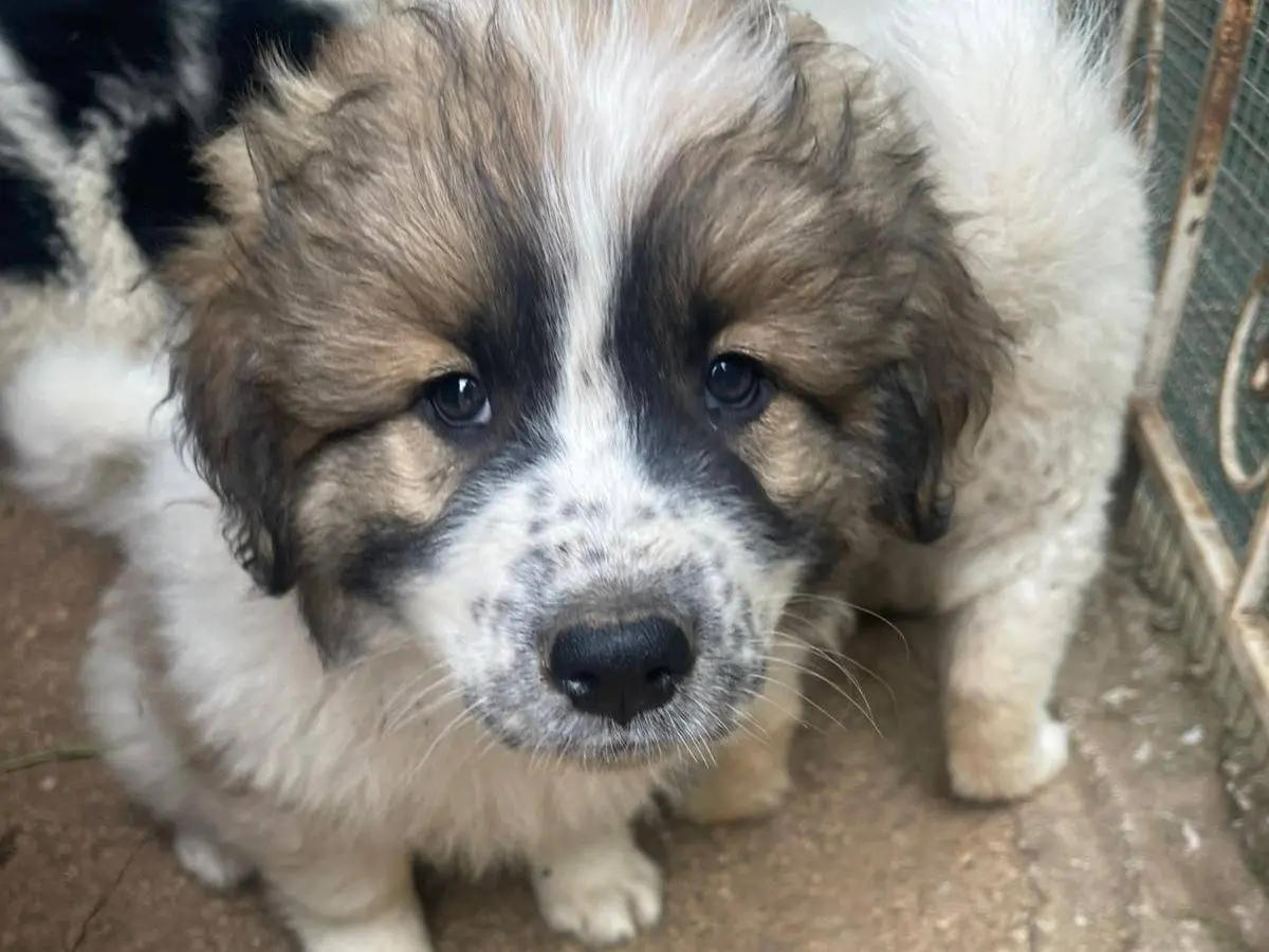 Adozione cane, maschio, Razza sconosciuta Razza sconosciuta, 7 mesi, taglia media, Frosinone
