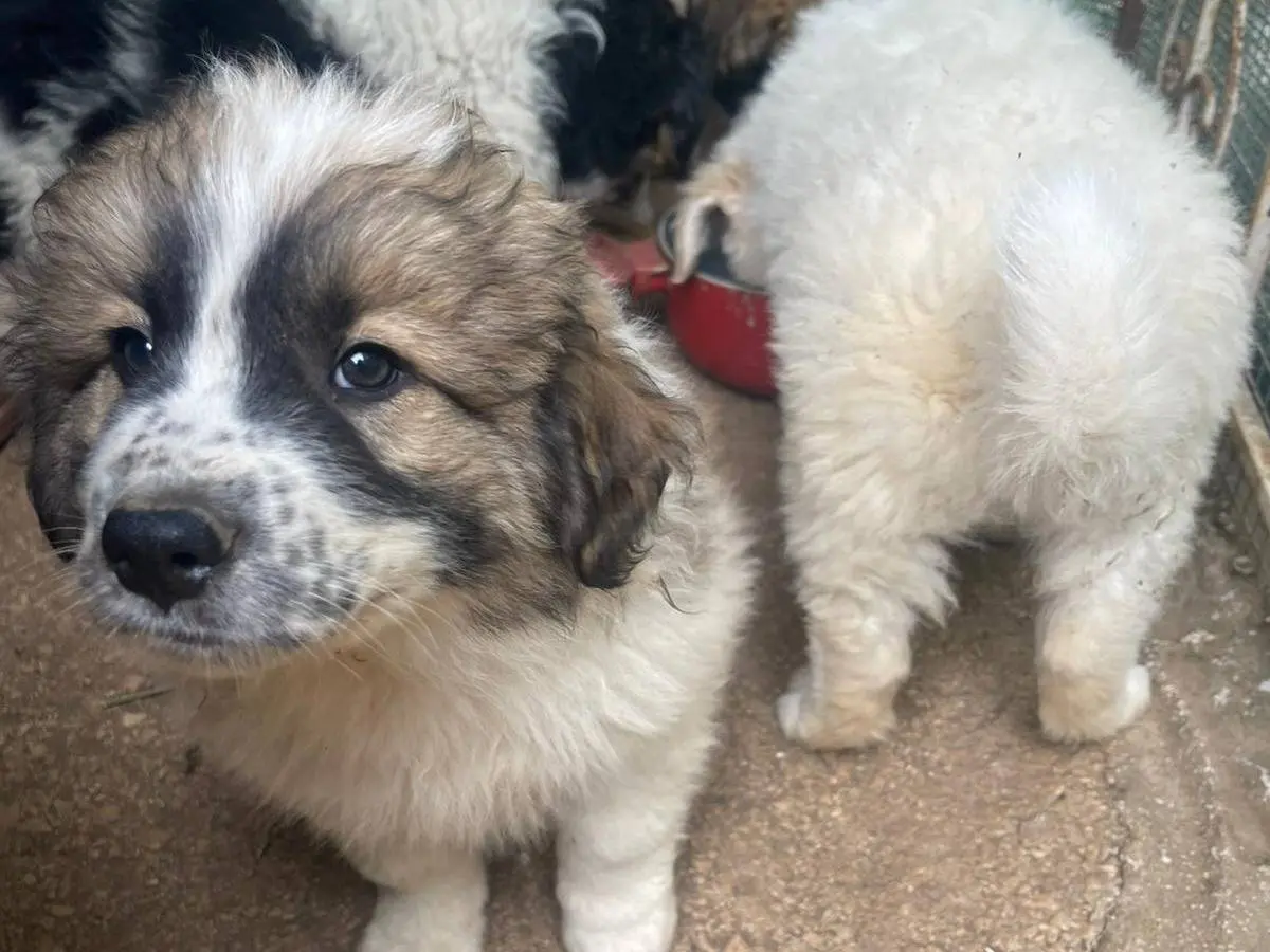 Adotta un cane, taglia media, maschio, Frosinone
