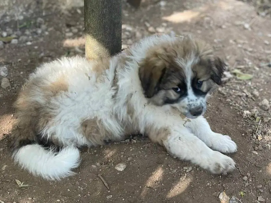 Adotta un cane, maschio, 7 mesi, Frosinone