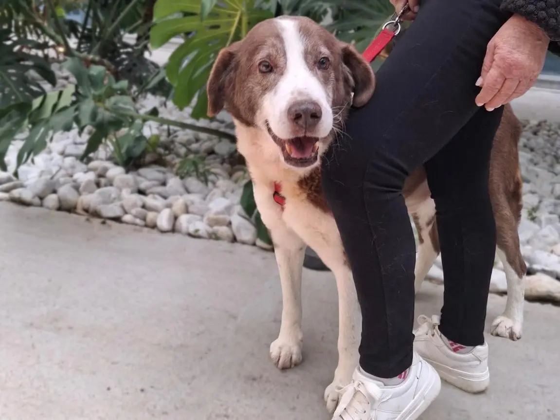 Adotta un cane, maschio, 10 anni e 7 mesi, Sud