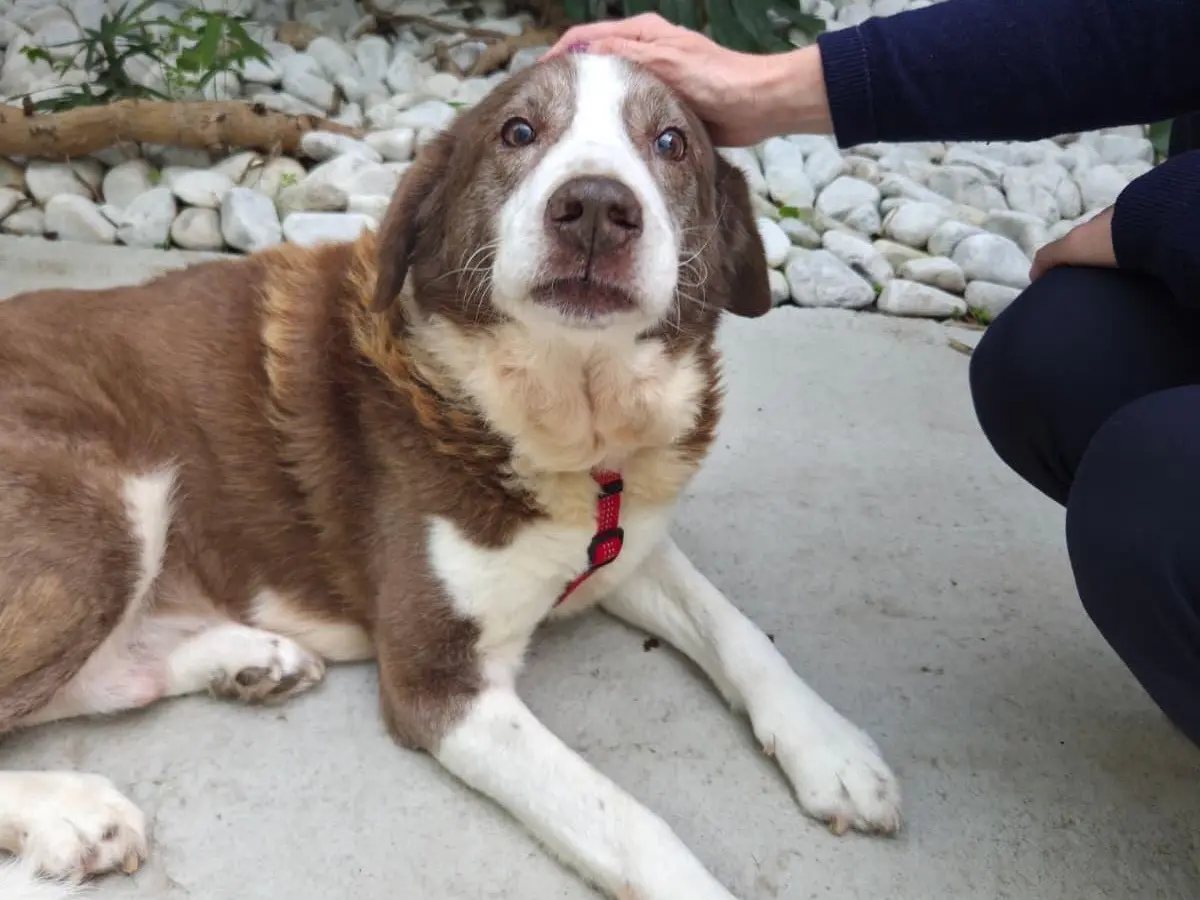 Adotta un cane, taglia grande, maschio, Sud