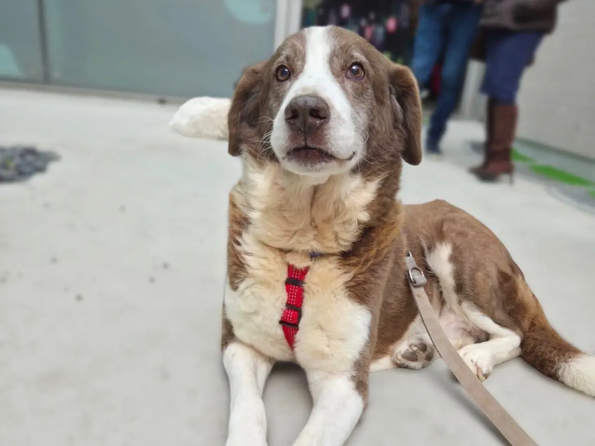 Adozione cane, maschio, Razza sconosciuta Razza sconosciuta, 10 anni e 7 mesi, taglia grande, Sud