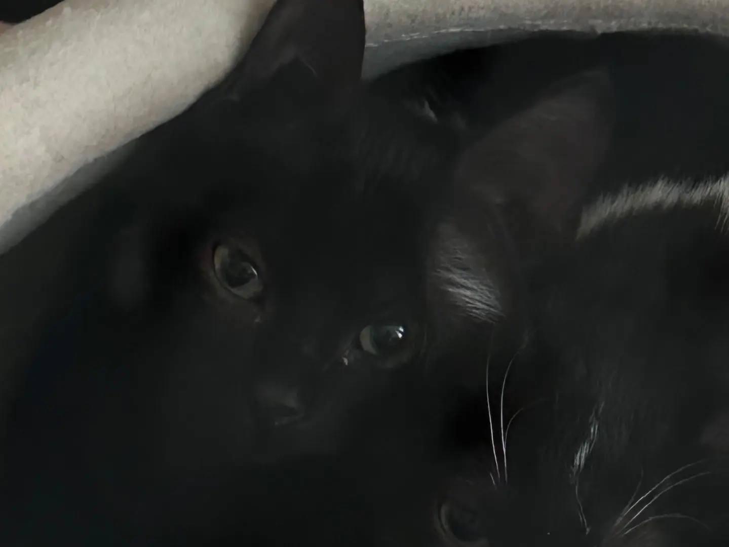 Adozione gatto, maschio, Razza sconosciuta Razza sconosciuta, 2 mesi, taglia non valida, Torino