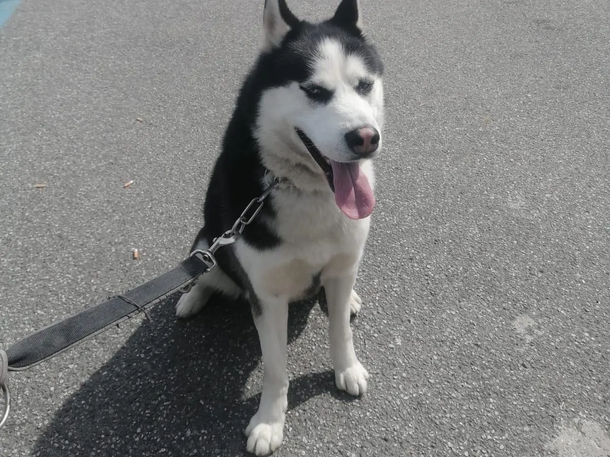 Adotta un cane, maschio, 6 anni e 11 mesi, Vibo