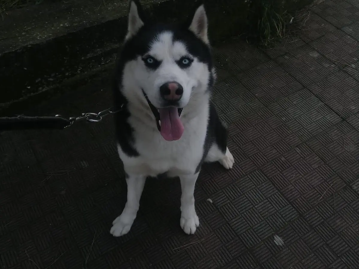 Adotta un cane, taglia grande, maschio, Vibo
