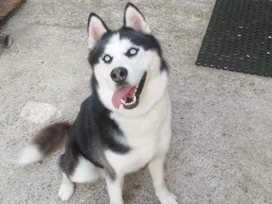 Adozione cane, maschio, Siberian Husky Razza sconosciuta, 6 anni e 11 mesi, taglia grande, Vibo