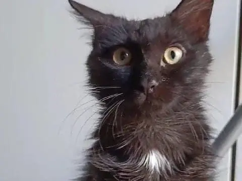 Vuoi adottare un gatto a Roma?