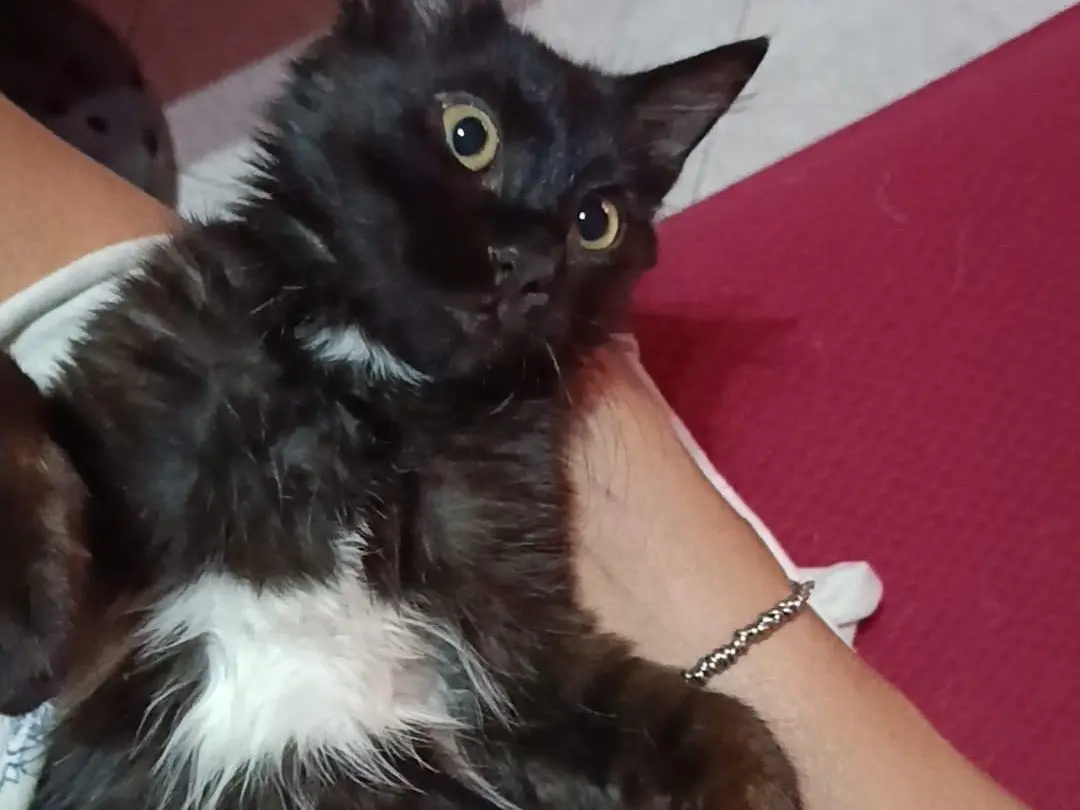 Adozione gatto, maschio, meticcio, 2 anni e 6 mesi, taglia non valida, Roma