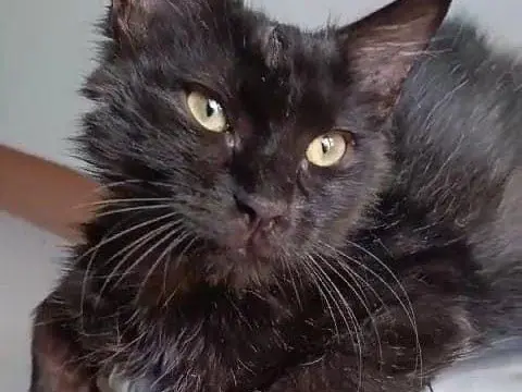Adotta un gatto, maschio, 2 anni e 6 mesi, Roma