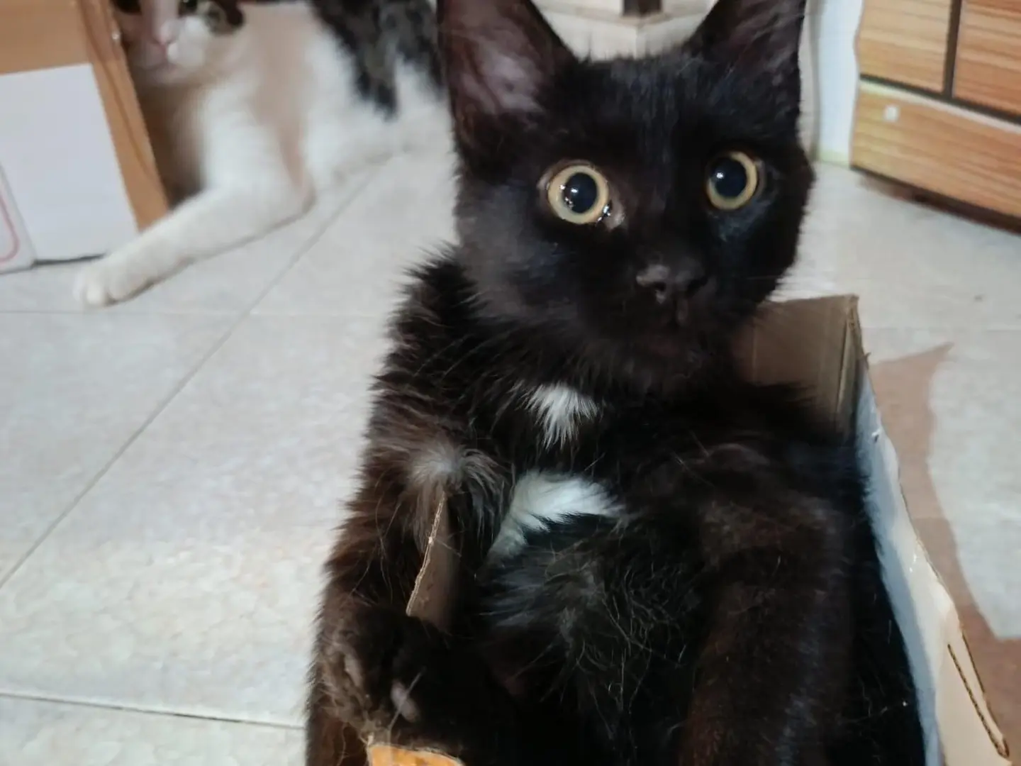 Adotta un gatto, taglia non valida, maschio, Roma