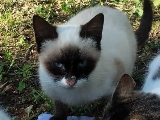 Adozione gatto, maschio, Razza sconosciuta Razza sconosciuta, 2 anni e 11 mesi, taglia non valida, Genova