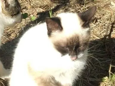 Adotta un gatto, taglia non valida, maschio, Genova
