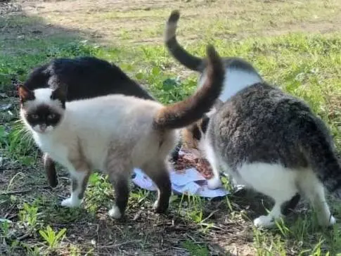 Adotta un gatto, maschio, 2 anni e 11 mesi, Genova