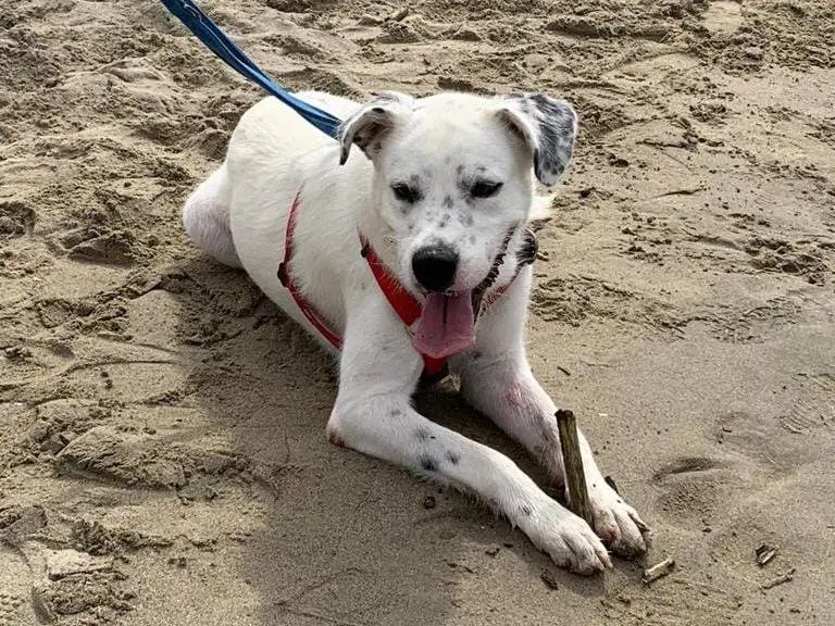 Adotta un cane, maschio, 3 anni e 9 mesi, Caserta