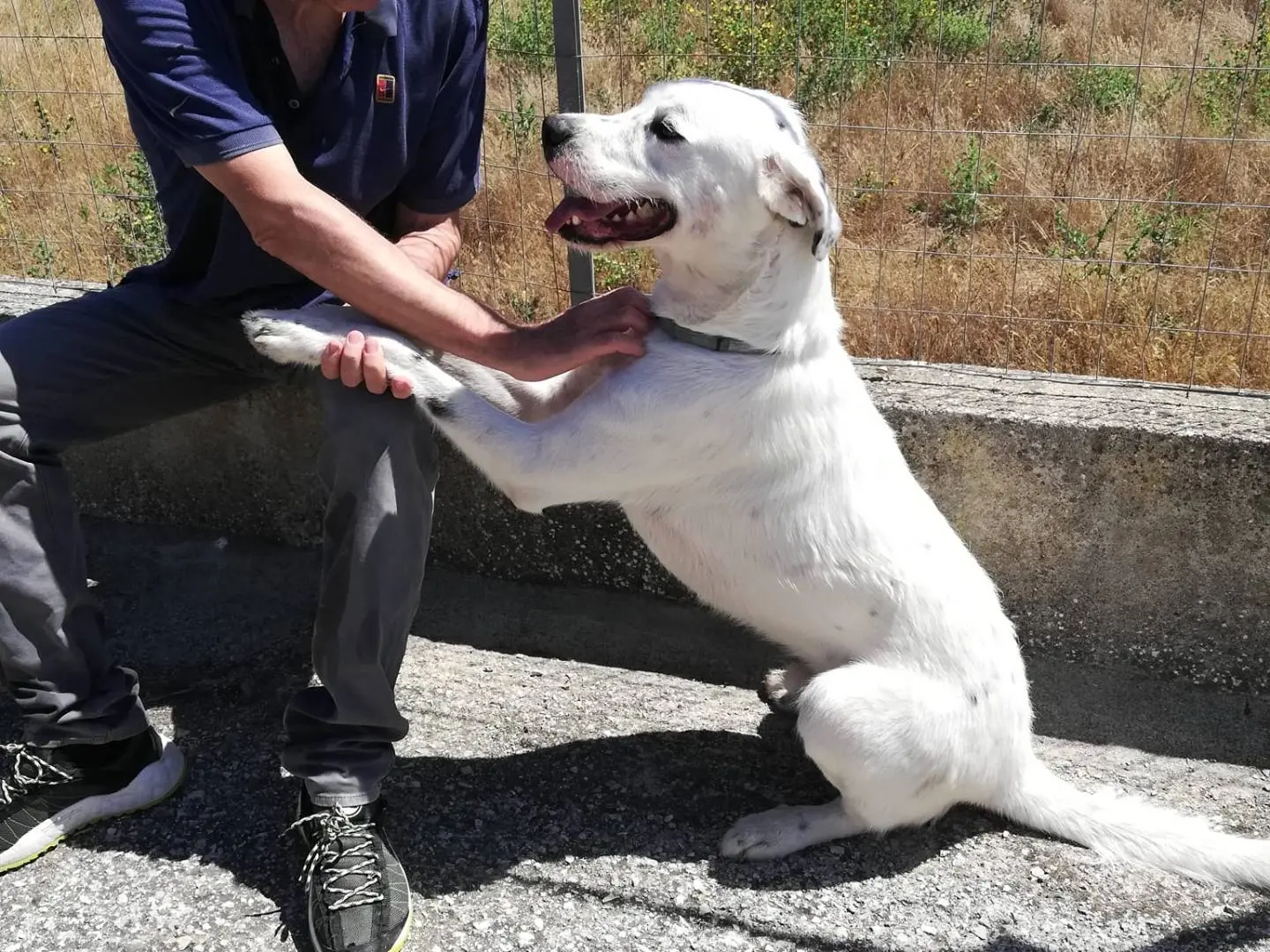 Adotta un cane, taglia grande, maschio, Caserta