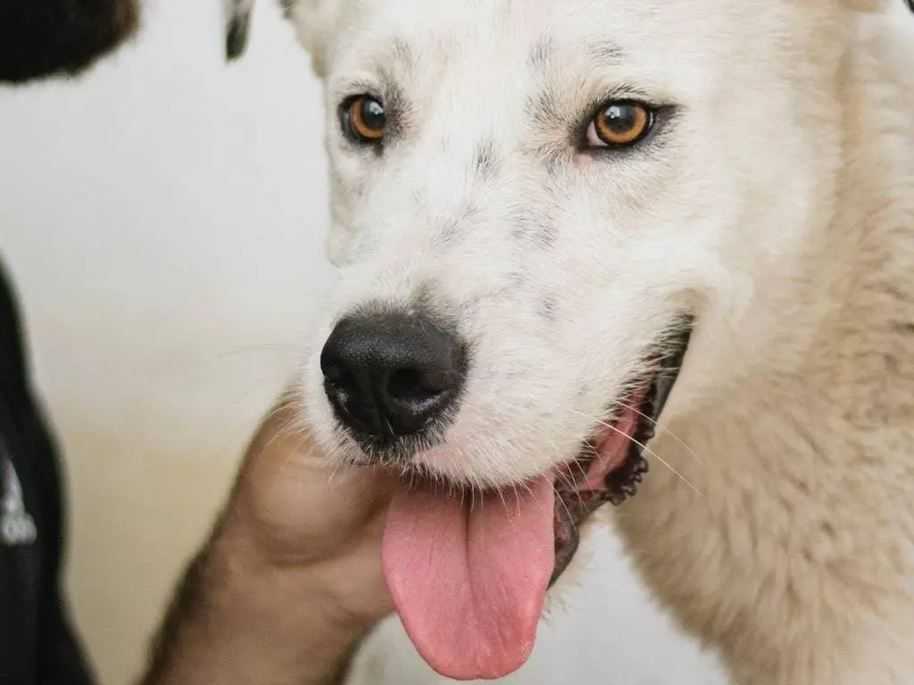 Adozione cane, maschio, Labrador Retriever Siberian Husky, 3 anni e 9 mesi, taglia grande, Caserta