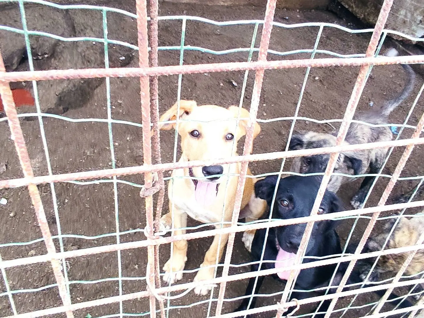 Foto 2 dell'animale