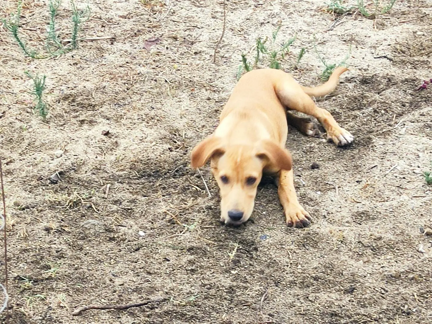 Adotta un cane, taglia media, maschio, Bergamo