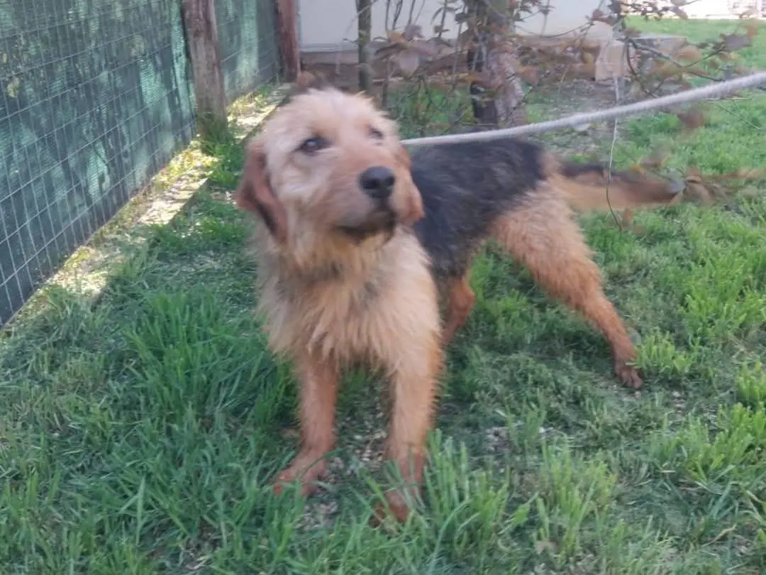 Adotta un cane, maschio, 6 anni e 8 mesi, Viterbo