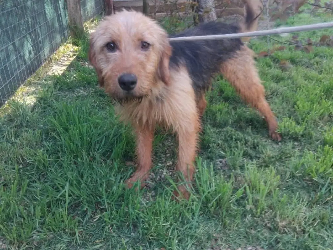 Adotta un cane, taglia media contenuta, maschio, Viterbo