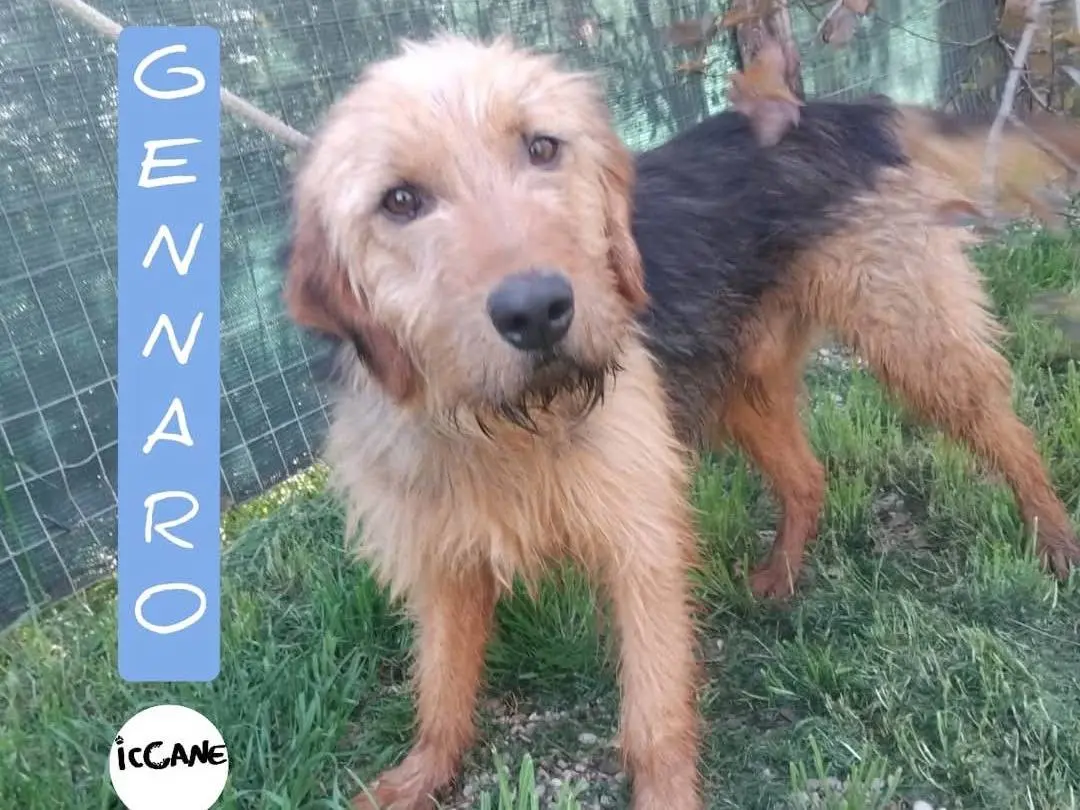 Adozione cane, maschio, Razza sconosciuta Razza sconosciuta, 6 anni e 8 mesi, taglia media contenuta, Viterbo