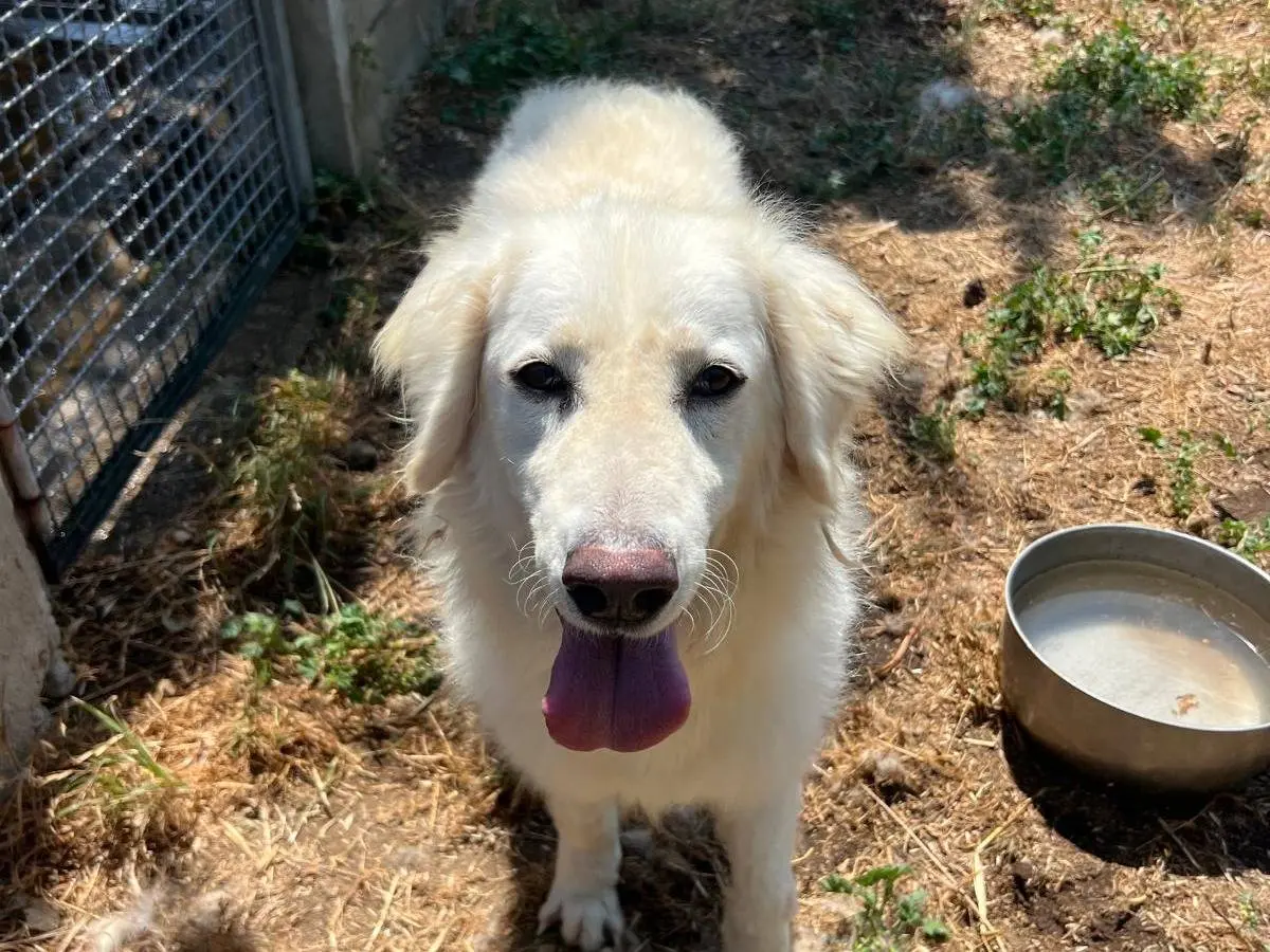 Adotta un cane, femmina, 3 anni e 4 mesi, Latina