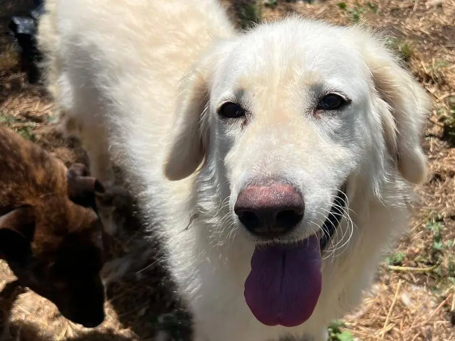 Adozione cane, femmina, Pastore maremmano Razza sconosciuta, 3 anni e 4 mesi, taglia media, Latina