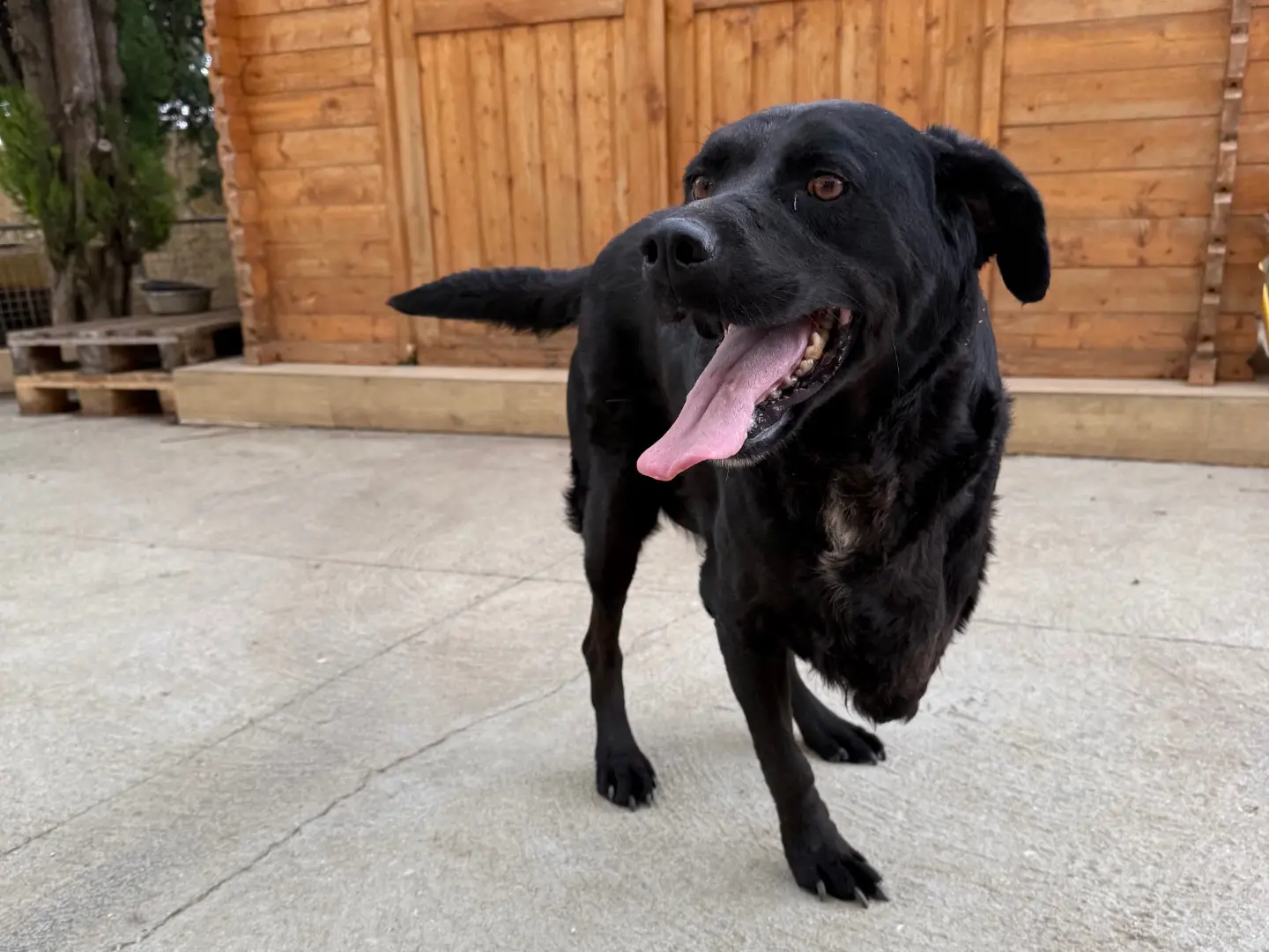 Adotta un cane, femmina, 7 anni e 7 mesi, Matera
