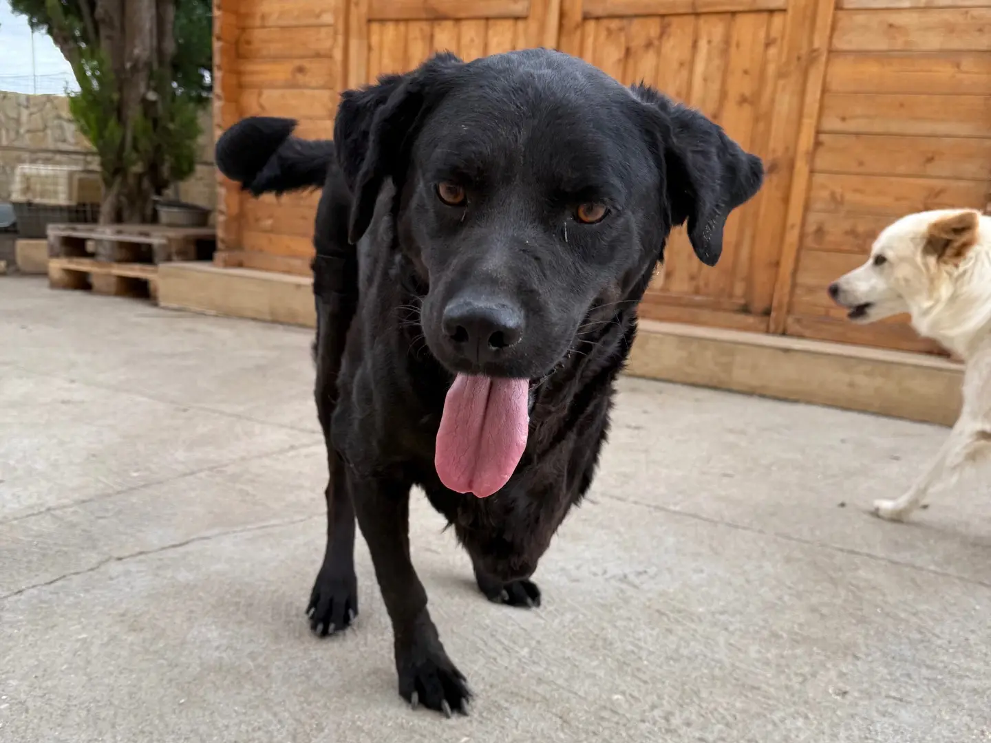 Vuoi adottare un cane a Matera?