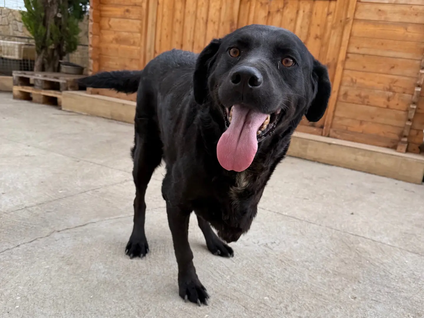 Adozione cane, femmina, Labrador Retriever Razza sconosciuta, 7 anni e 7 mesi, taglia media, Matera
