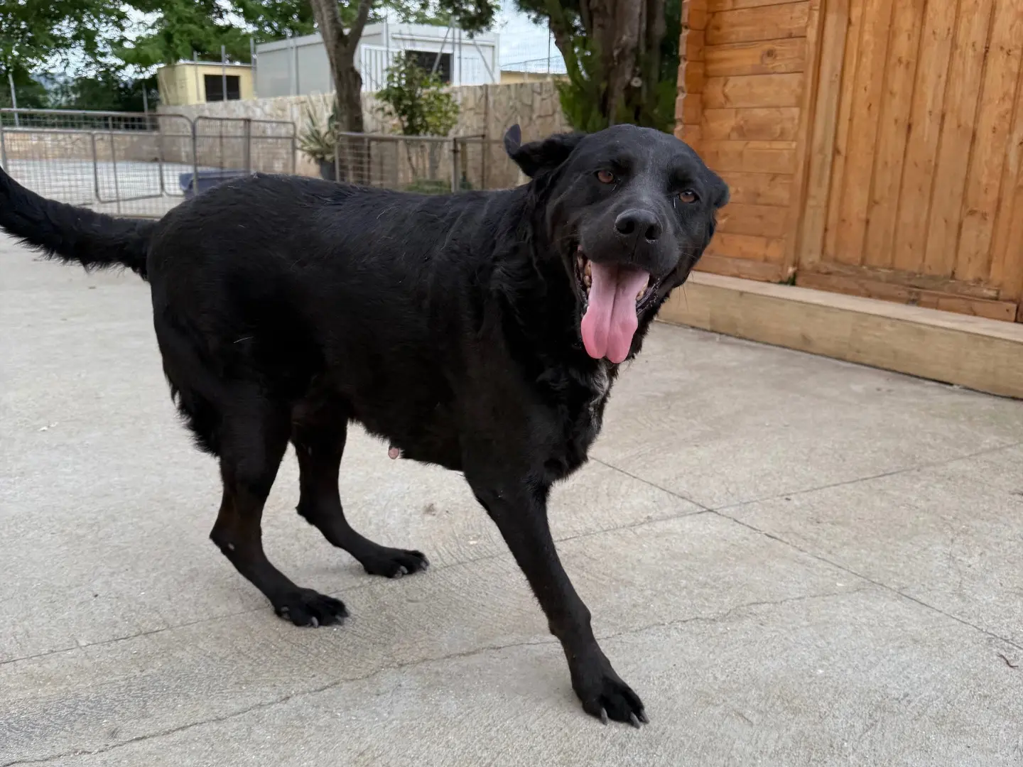 Adotta un cane, taglia media, femmina, Matera