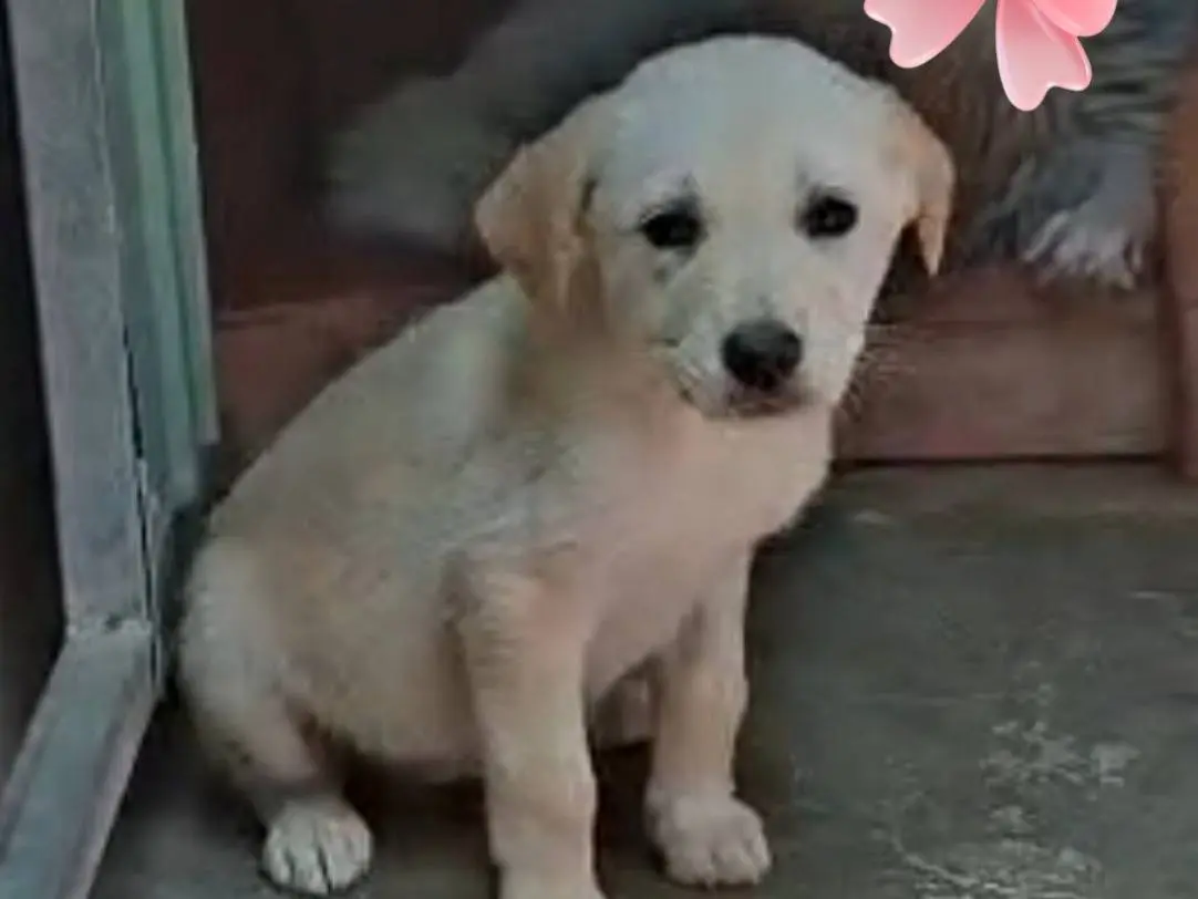 Adozione cane, femmina, Pastore maremmano Razza sconosciuta, 6 mesi, taglia grande, Cremona