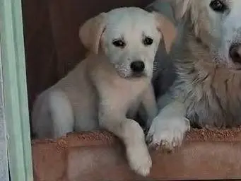 Adotta un cane, femmina, 6 mesi, Cremona