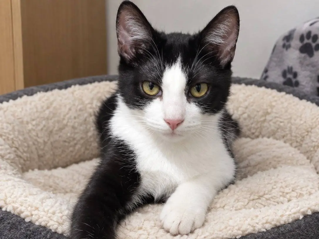 Adozione gatto, maschio, Razza sconosciuta Razza sconosciuta, 5 mesi, taglia non valida, Brescia