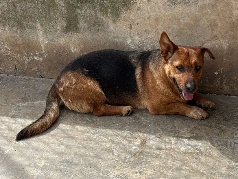 Foto 3 dell'animale