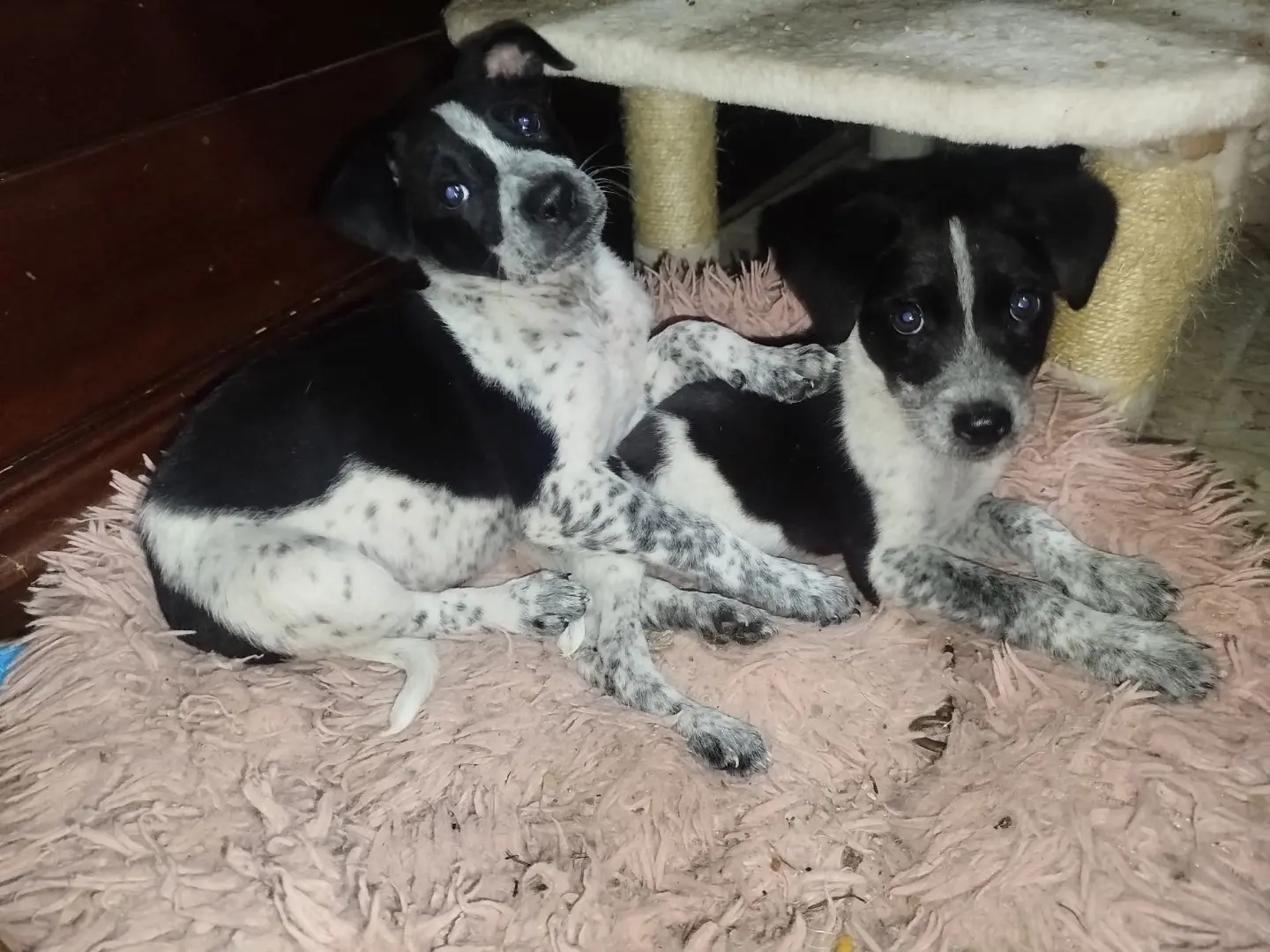 Adozione cane, maschio, Razza sconosciuta Razza sconosciuta, 1 anno e 2 mesi, taglia media, Cosenza