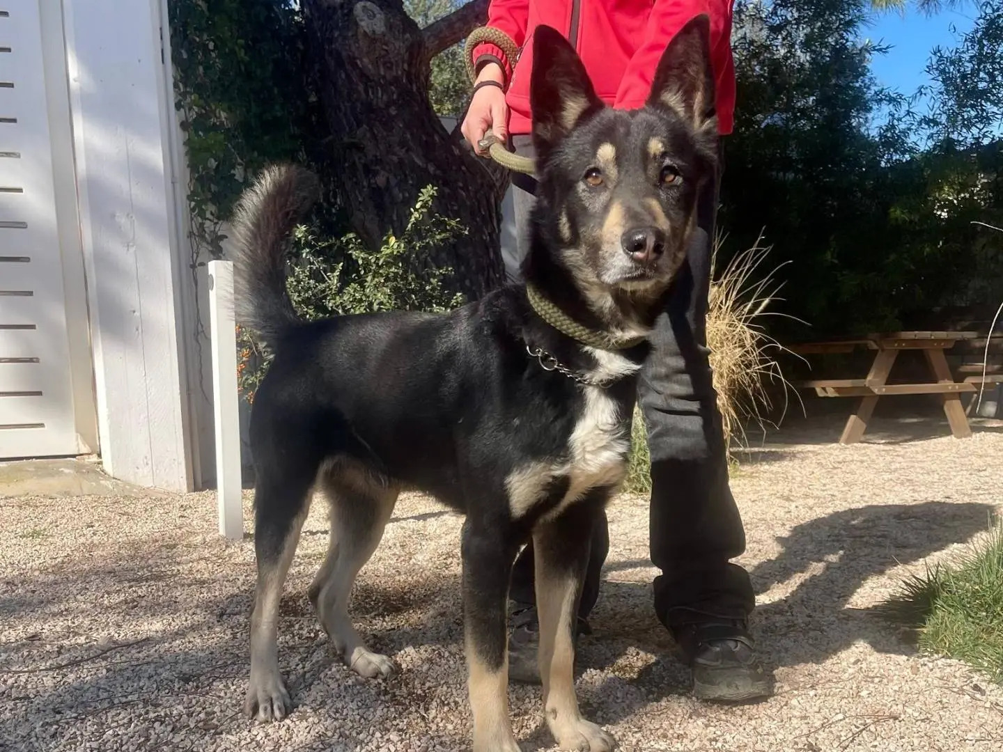 Adozione cane, maschio, Pastore tedesco Razza sconosciuta, 2 anni e 4 mesi, taglia media, Bergamo