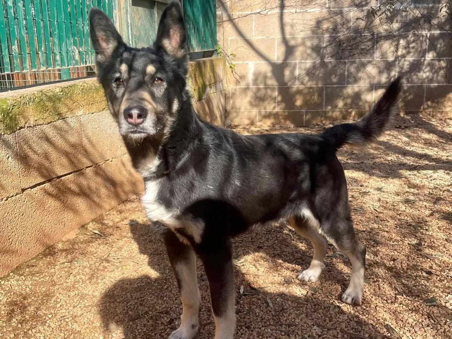 Adotta un cane, taglia media, maschio, Bergamo