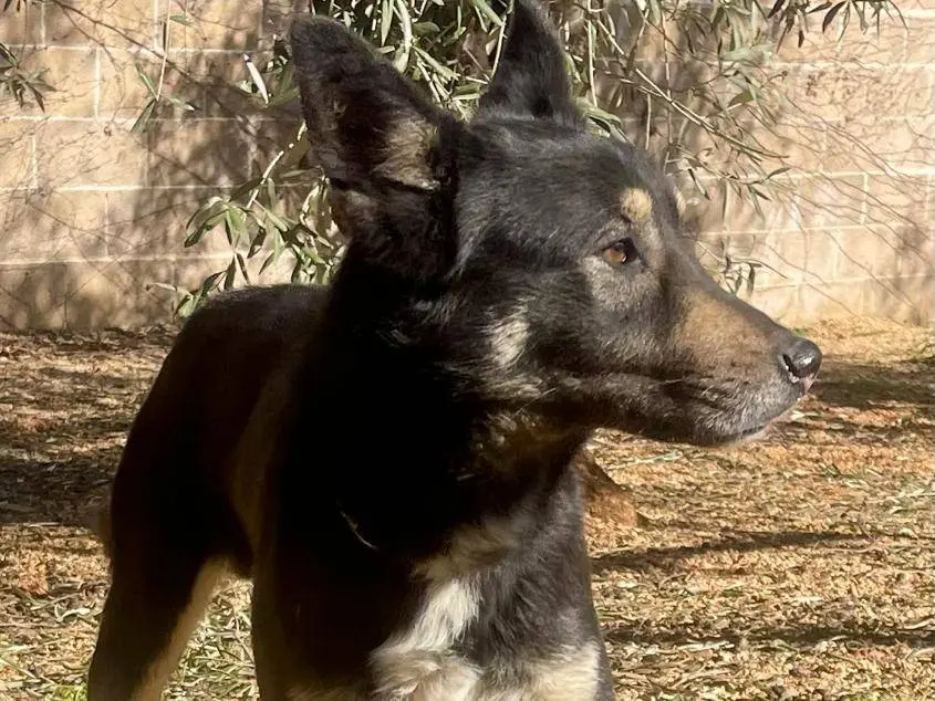 Vuoi adottare un cane a Bergamo?