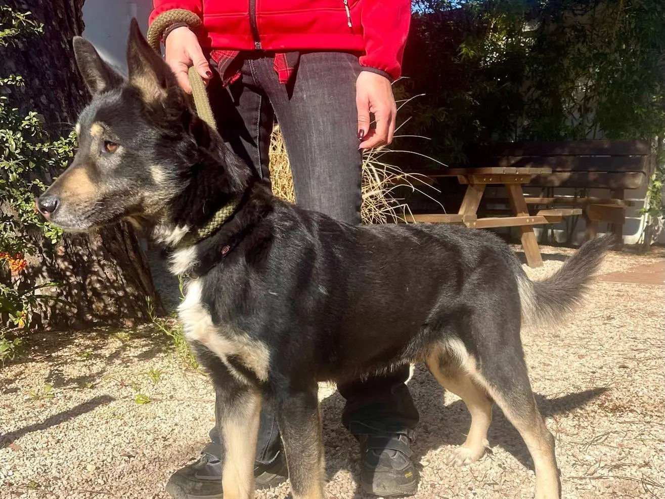 Adotta un cane, maschio, 2 anni e 4 mesi, Bergamo