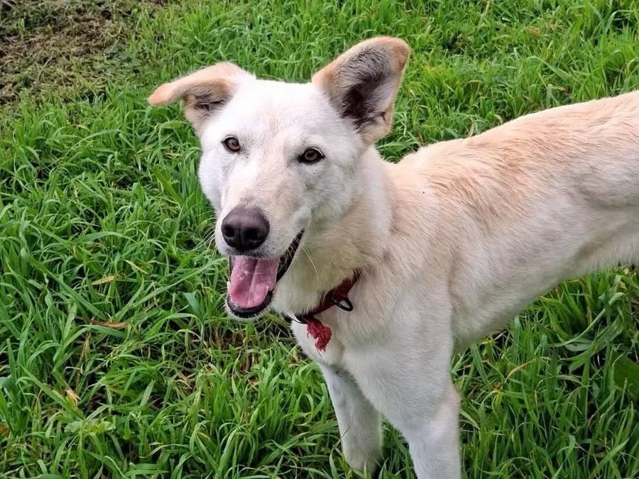 Adotta un cane, femmina, 1 anno e 4 mesi, Crotone