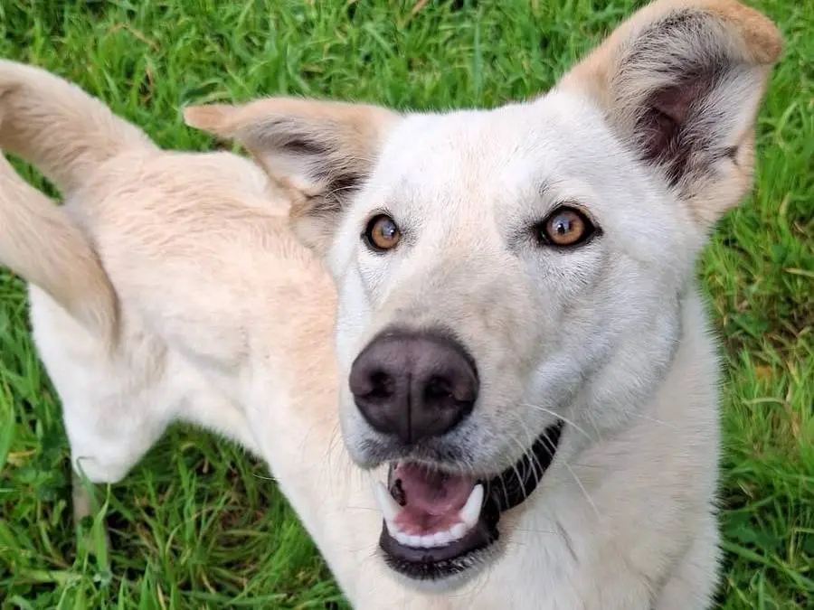 Adozione cane, femmina, Razza sconosciuta Razza sconosciuta, 1 anno e 4 mesi, taglia media, Crotone