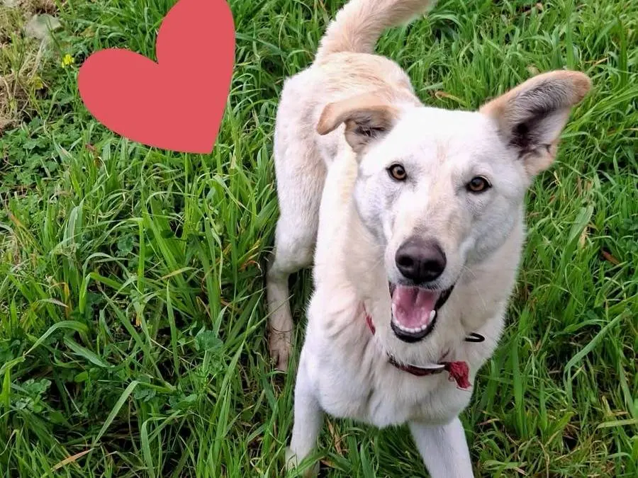 Adotta un cane, taglia media, femmina, Crotone