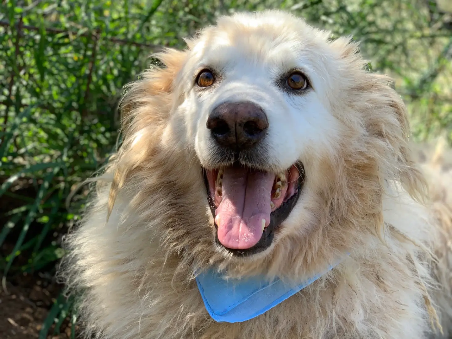 Adozione cane, maschio, Razza sconosciuta Razza sconosciuta, 10 anni e 11 mesi, taglia grande, Latina