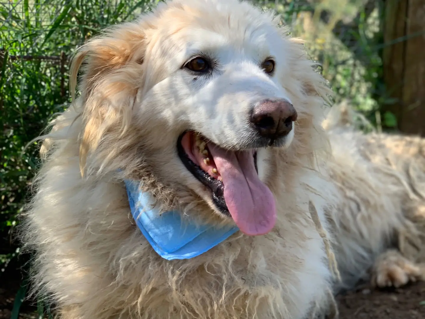 Adotta un cane, maschio, 10 anni e 11 mesi, Latina