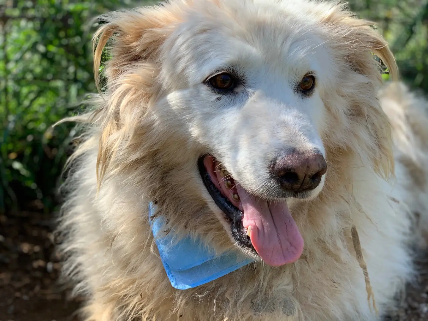 Adotta il cane Michelangelo a Latina